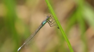 Daddylongleg (mavi denticolis yeme kızböcekleri)