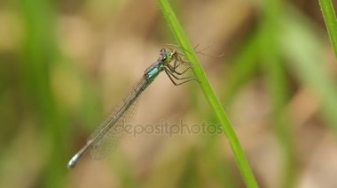 Daddylongleg (mavi denticolis yeme kızböcekleri)
