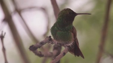 Bir dalda tıraşlama sinek kuşu