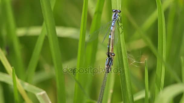 Damigelle copulanti (Ischnura denticolis ) — Video Stock