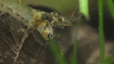 Küçük balık yemek tatlı su karides