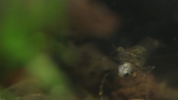 Garnelen fressen einen winzigen Fisch lebendig — Stockvideo