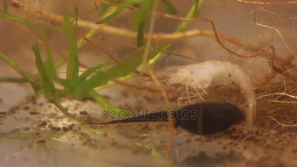 Tadpole tratando de comer camarones muertos — Vídeo de stock