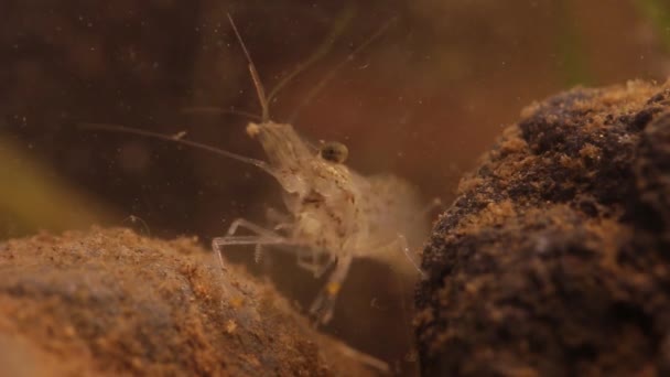 Zoetwater garnaal verkennen de bodem van de rivier — Stockvideo