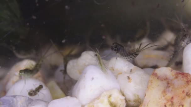 Mischung aus Süßwasser-Mikrowirbellosen, die herumschwimmen — Stockvideo
