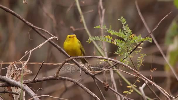 Amarelo warbler sendo adorável e bonito — Vídeo de Stock