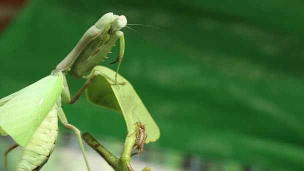 Mantis verde cazando un grillo — Vídeos de Stock