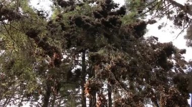 Hükümdar'ın orman Meksika'da pan dönen yavaş
