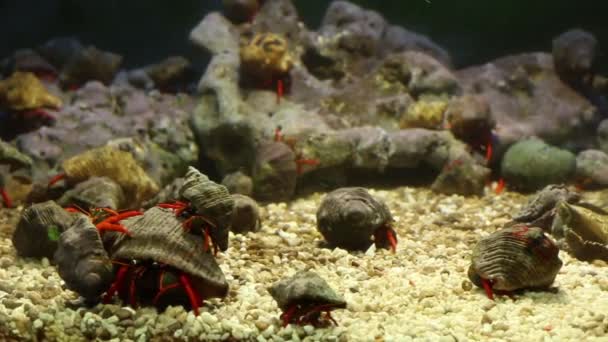 Crabii pustnici socializează — Videoclip de stoc