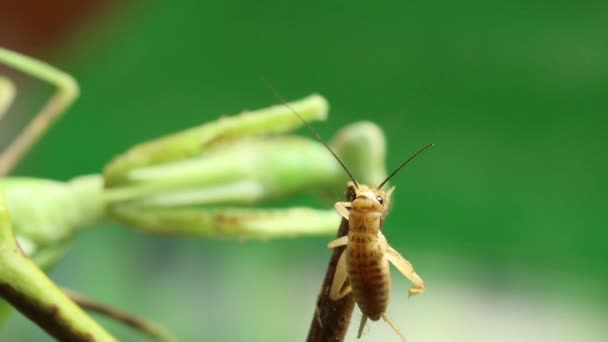 Mantide verde che caccia un grillo — Video Stock