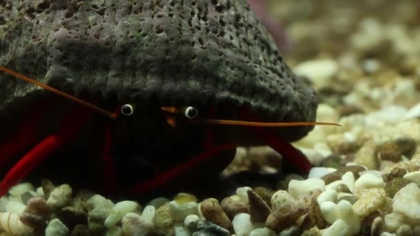 Close-up van hermit krabben socialiseren — Stockvideo