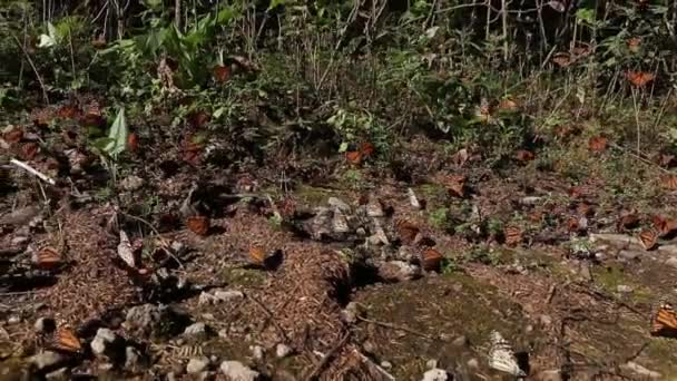 Schöne dynamische Aufnahme von Monarchfaltern, die fliegen, flattern und aufwachen — Stockvideo