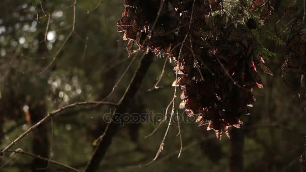 Gros plan de papillons monarques groupés se réveillant — Video