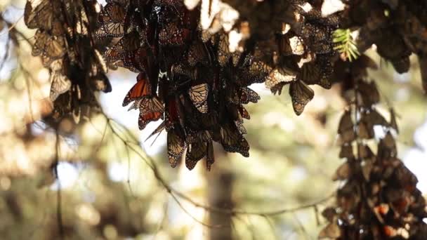 Close-up van gegroepeerde monarch vlinders wakker — Stockvideo