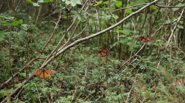 Monarch kelebek kadar Isınma