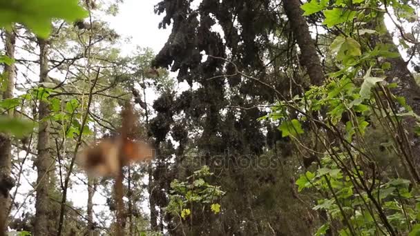 Cremalheira de foco, o monarca e a floresta — Vídeo de Stock