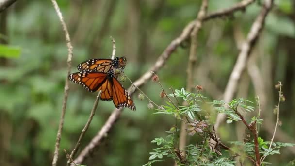 Exhibición de amor de mariposas monarca — Vídeos de Stock