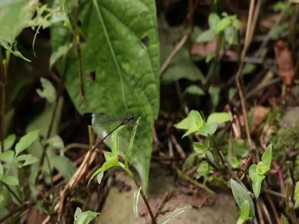 Paraphlebia zoe, vom Aussterben bedrohte mexikanische Libelle — Stockvideo