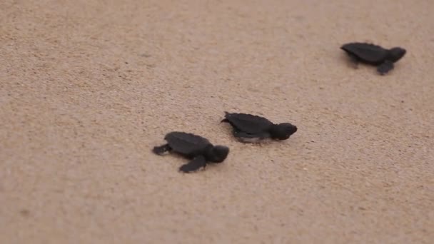 Lindas tortugas marinas bebé corriendo al mar, hermoso reconfortante — Vídeos de Stock