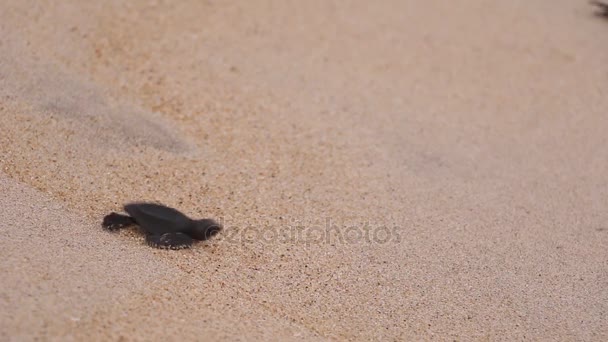 Schattige baby zeeschildpadden haasten naar de zee, prachtige hartverwarmend — Stockvideo