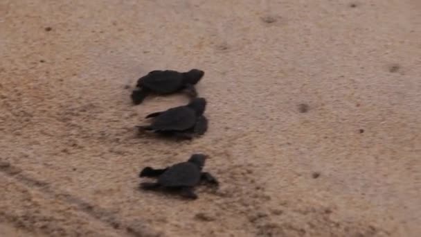 Schattige baby zeeschildpadden haasten naar de zee, prachtige hartverwarmend — Stockvideo