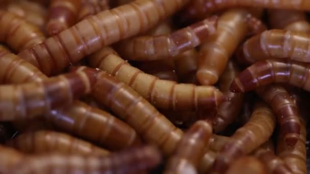 Tenebrio molitor, mealworm, membesarkan — Stok Video