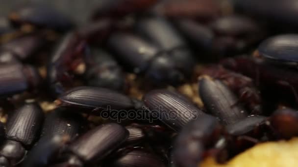 Crianza de escarabajos oscuros, adultos (gusanos de las comidas, tenebrios ) — Vídeo de stock