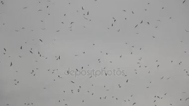 Hitchcock kuş davranış gibi