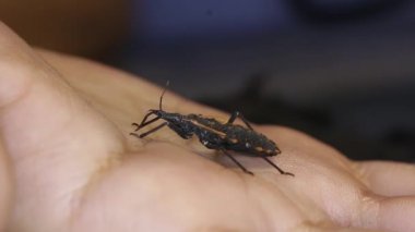 Kissing insan kanı yeme hata