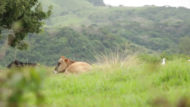 Aigles de bovins avec vaches en pâturage ; relation symbiotique — Video