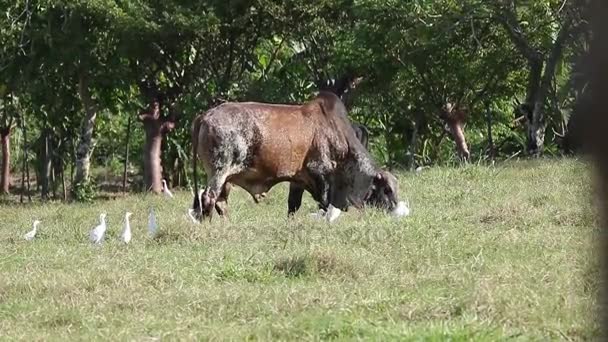 Vaca pastando con aigrettes — Vídeo de stock