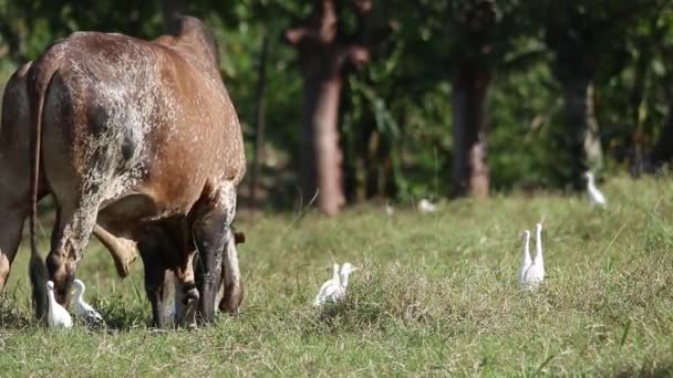 Aigrettes ile otlatma inek — Stok video