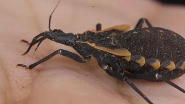 Kissing bug eating human blood — Stock Video