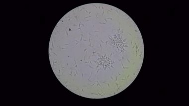 Trypanosoma cruzi fullhd, parlak dosyalanmış mikroskop görünüm