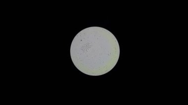 Mikroskop görünüm Trypanosoma cruzi 4k, parlak under