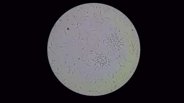 Trypanosoma cruzi fullhd, hell gefeilt Mikroskop Ansicht — Stockvideo
