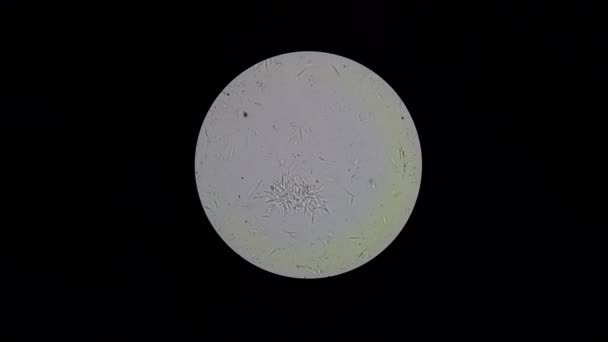 Trypanosoma cruzi 2.7K, vue de microscope classée lumineuse 