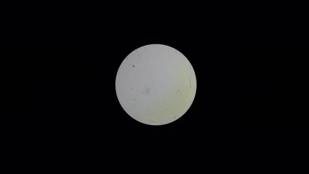 クルーズトリパノソーマ 4 k、明るい提出顕微鏡ビュー — ストック動画