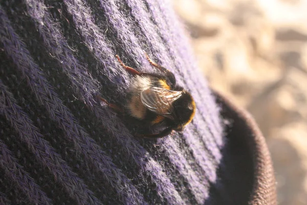 Francês bumble abelha andando na perna humana; meias roxas — Fotografia de Stock