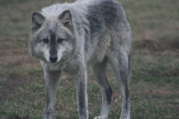 Belo lobo cinzento, alfa com pêlo cinzento e máscara preta; Canis lupus, vida selvagem norte-americana — Fotografia de Stock