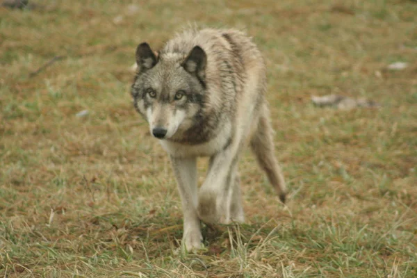 Grey wolf, canis lupus
