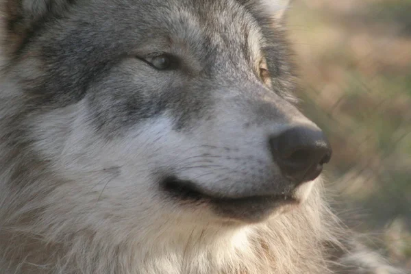 Lupo grigio, canis lupus — Foto Stock