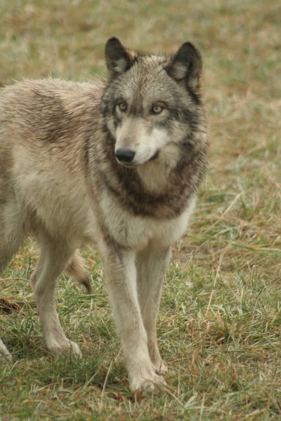 Grey wolf, canis lupus