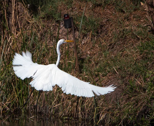 White Egret Taking Xochimilco Lake — Stock Photo, Image