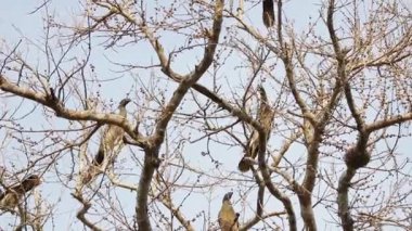 Batı Meksika chachalaca Ficus cotinifolia besleme