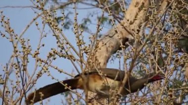 Batı Meksika chachalaca Ficus cotinifolia besleme
