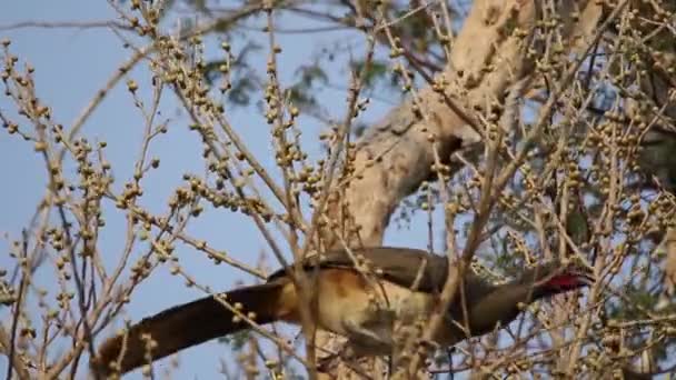 Westmexikanischer Chachalaca Ernährt Sich Von Ficus Cotinifolia — Stockvideo