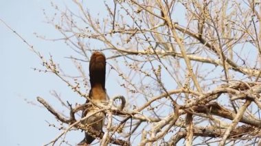 Batı Meksika chachalaca Ficus cotinifolia besleme