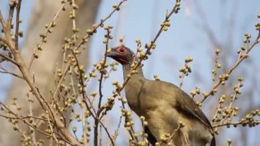 Batı Meksika chachalaca Ficus cotinifolia besleme