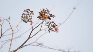 Çizgi destekli sarıasma pembe poui ağaç çiçek üzerinde besleme